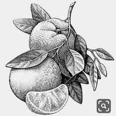 an orange with leaves is shown in this black and white drawing, it appears to be ripe