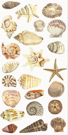 watercolor painting of seashells and starfish