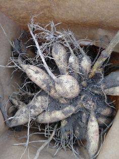 a bunch of roots that have been dug in a cardboard box with some dirt on top