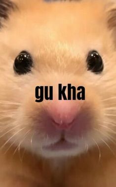 a hamster with the words gu kha on it's face