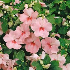 pink flowers with green leaves in the background