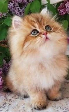 a small kitten sitting on top of a table next to purple flowers