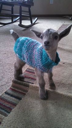 a baby goat wearing a sweater on the carpet