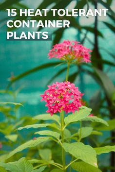 heat tolerant plant Best Container Plants, Full Sun Plants, Stars In The Sky, Sun Garden, Game Start, Container Garden