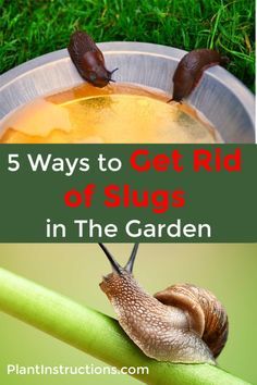 snails crawling on top of a green plant next to a metal bowl filled with liquid