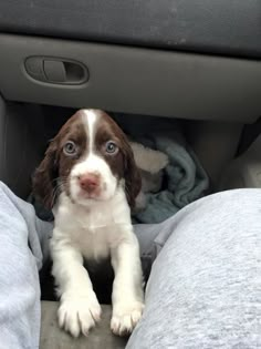 a brown and white puppy sitting in the back seat of a car