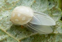 a white fly sitting on top of a green leaf