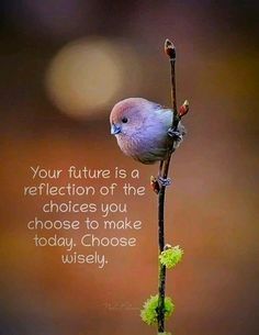 a bird sitting on top of a tree branch with a quote about the future is a reflection of the choices you choose to make today choose wisely