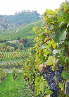 a vineyard with lots of grapes growing on it