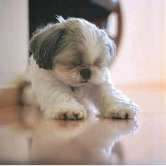 a small white and gray dog sitting on top of a table