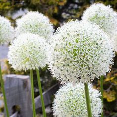 some white flowers are blooming in the garden