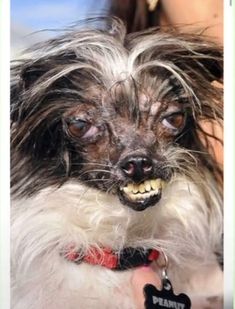 a small dog is being held by a person with long hair and an evil look on its face