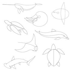 an image of different types of dolphins