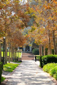 the walkway is lined with trees and bushes