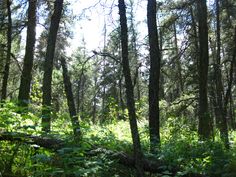 the woods are full of green plants and trees