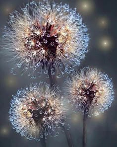 three dandelions with drops of water on them