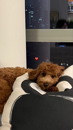 a brown dog laying on top of a black and white pillow with a red heart