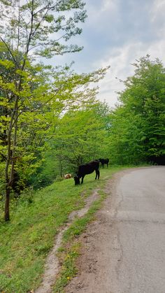 two black cows grazing on the side of a road next to trees and grass,