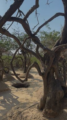 a group of trees that are standing in the dirt near some sand and bushes with no leaves on them