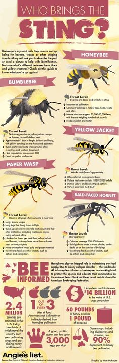 an info sheet with different types of bees