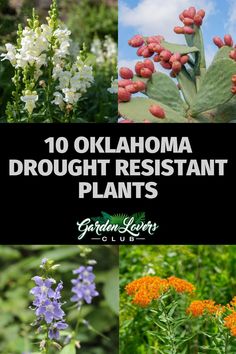 flowers and plants with the words, 10 oklahoma drought resistant plants