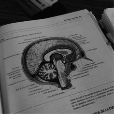 an open book showing the inside of a human head and part of its brain in spanish