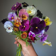 a hand holding a bouquet of flowers with purple, yellow and white pansies in it