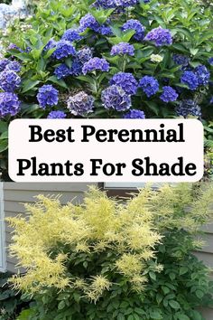 the best perennial plants for shade