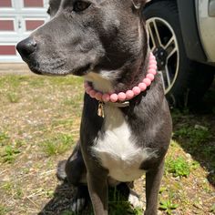 a black and white dog wearing a pink beaded collar sitting in front of a car