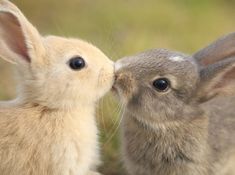 two rabbits are kissing each other in front of some green grass and bushes, one is wearing a necklace