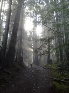 forest dark green wallpaper environment outside camping twilight zone nature trees Port Alberni, Foggy Weather, Forest Path, Night Aesthetic