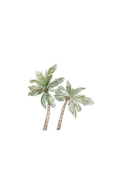 two palm trees on a white background