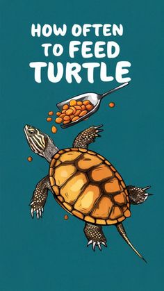 the cover of how often to feed a turtle?, with an image of a turtle eating food