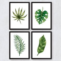 four green leaf prints in black frames on a white wall with a plant next to it