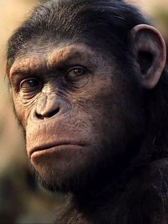 Monkey Pictures, Monkey Art, Great Ape, Roger Moore, Mel Gibson, Planet Of The Apes, Movie Gifs, Blog Platforms