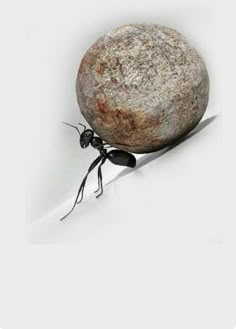 an ant carrying a large rock on its back