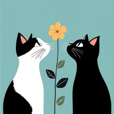 two black and white cats looking at each other with a flower in front of them