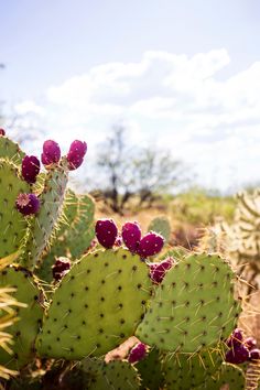 a cactus with purple flowers in the desert