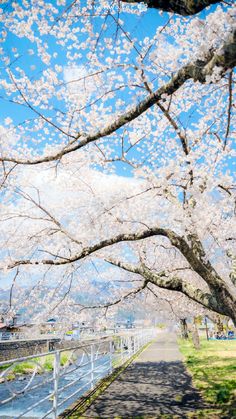 a tree with white flowers on it next to a road and water in the background