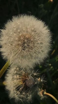 the dandelion is blowing in the wind with it's seeds still attached