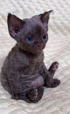 a small gray kitten sitting on top of a bed