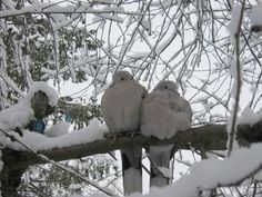 three birds perched on top of a tree branch covered in snow