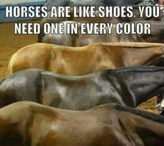 horses are like shoes, you need one in every color - horse memes com