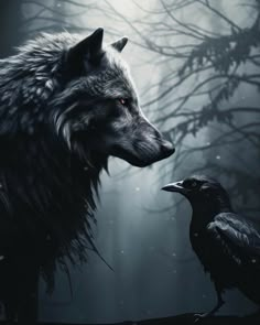 a wolf and a crow are facing each other