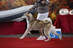 a woman standing on top of a red carpet next to a dog