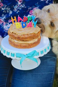 a dog is looking at a cake with candles on it