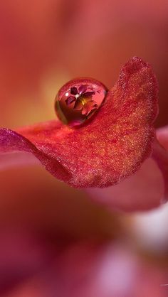 a drop of water on top of a pink flower