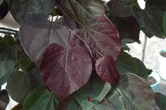 some red leaves hanging from a tree in a potted plant with other plants behind it