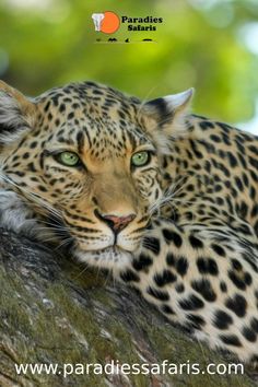 a close up of a leopard on a tree branch with the caption paradise safaris