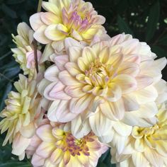 the large flowers are blooming in the garden together on the sunny day with green leaves